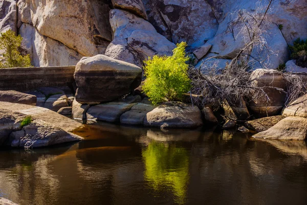 Joshua Tree Np — Stockfoto