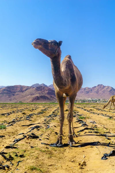 Veduta Dei Cammelli Pascolo Campo Nel Sud Della Giordania — Foto Stock