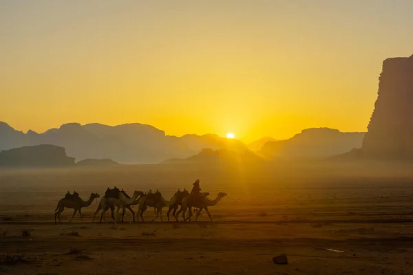 Zicht Kamelenstoet Bij Zonsopgang Wadi Rum Woestijnpark Zuid Jordanië — Stockfoto