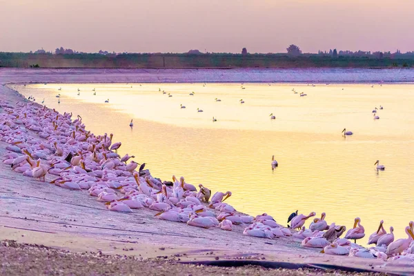 Sunset View Pelicans Migrating Bird Center Mishmar Hasharon Reservoir Emek — Stock Photo, Image