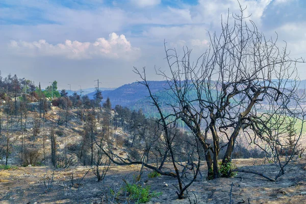 Srail Orta Kesiminde Batı Kudüs Eteklerinde Ekili Bir Orman Olan — Stok fotoğraf