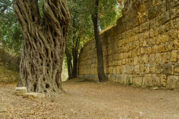 Vista Olivo Viejo Parque Nacional Hemed Aqua Bella Oeste Jerusalén — Foto de Stock