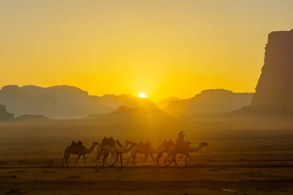 Widok Wielbłąda Wschodzie Słońca Wadi Rum Park Pustynny Południowej Jordanii — Zdjęcie stockowe
