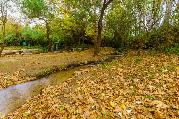 날에는 물웅덩이와 낙엽에 나무들 스트림 구역에 이보입니다 이스라엘 — 스톡 사진