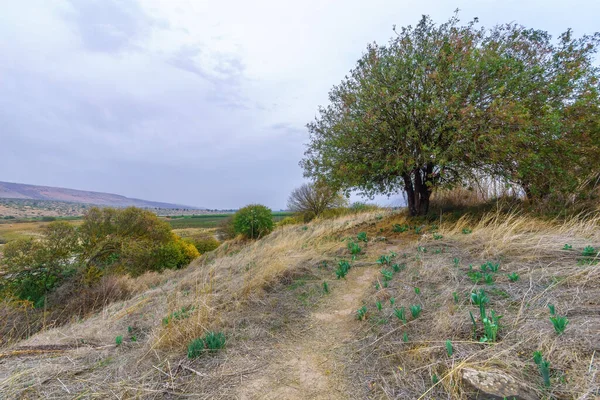 도보로 피스타시아아 나무들 계곡의 텔라나 이스라엘 북부의 구름낀 — 스톡 사진