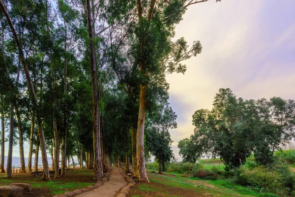 요르단 강기슭에 인도로 유칼립투스 나무의 이스라엘 — 스톡 사진