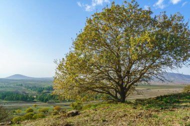 Yalnız bir ağaçla manzara. Golan Tepeleri, Kuzey İsrail