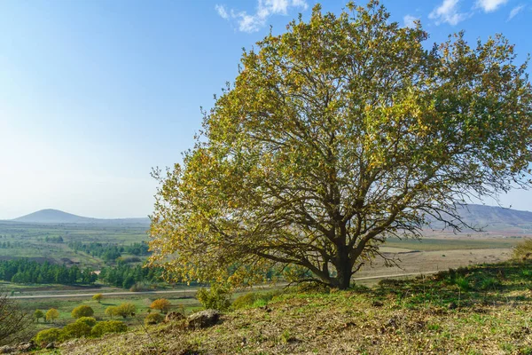 Krajina Osamělým Stromem Golanské Výšiny Severní Izrael — Stock fotografie