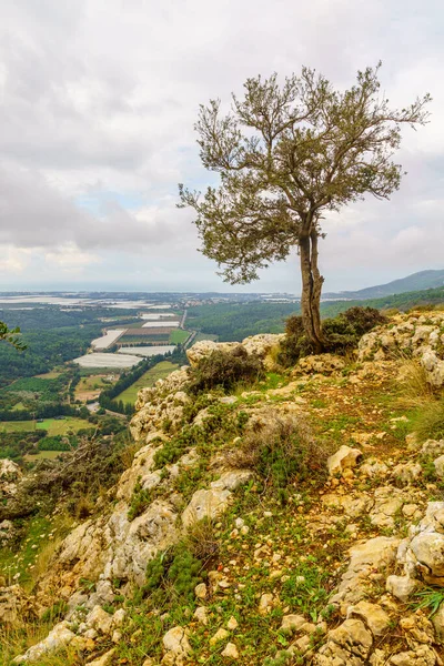 Batı Celile manzarası, yalnız bir ağaç ve Akdeniz manzarası, bir kış günü, Adamit Park, Kuzey İsrail