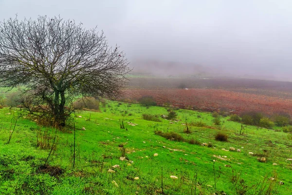 View Countryside Vineyard Foggy Winter Day Tel Kedesh National Park — Fotografia de Stock