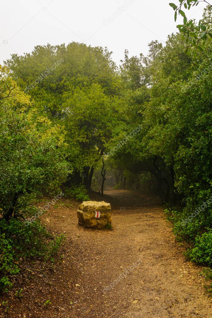 View of hiking trail in the forest, on top of Mount Meron, the upper Galilee, Northern Israel, on a foggy winter day
