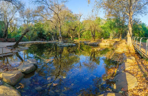 Vista Piscinas Entre Árboles Reserva Natural Tel Dan Norte Israel — Foto de Stock