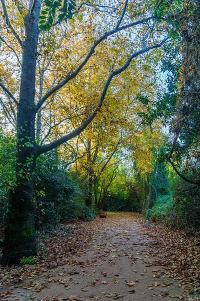 View Footpath Trees Bench Foliage Tel Dan Nature Reserve Northern — Fotografia de Stock