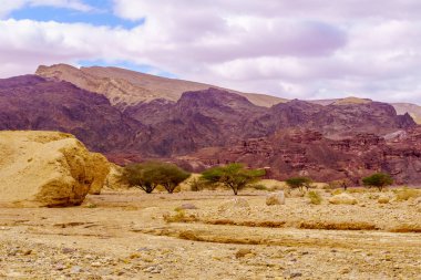 Shkhoret Kanyonu 'ndaki çöl manzarası, akasya ağacı, Massive Eilat Doğa Rezervi, güney İsrail