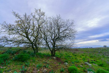 Bulutlu bir kış gününde Golan Tepeleri manzarası (Ayit deresi yakınlarında) ve ağaçlar. Kuzey İsrail