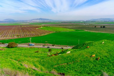 İneklerin manzarası, ve Jezreel Vadisi kırsalının manzarası, Megiddo, Kuzey İsrail 'den