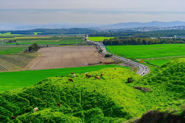 牛の眺め 北イスラエル メギドから見たジェズリール渓谷の田園風景 — ストック写真