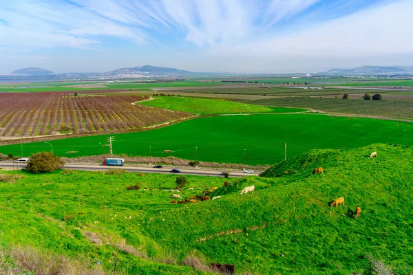 从以色列北部Megiddo看奶牛景观和Jezreel河谷农村景观 — 图库照片