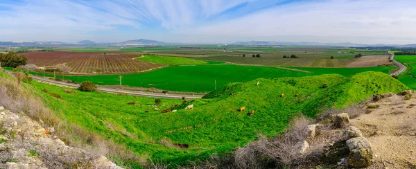 从以色列北部Megiddo看奶牛全景和Jezreel河谷农村景观 — 图库照片