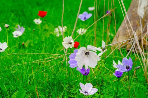 Вид Разноцветные Аневризские Полевые Цветы Недалеко Мегиддо Долина Изреель Северный — стоковое фото