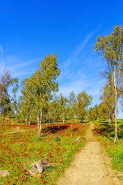 Marva Korusu, Kuzey Negev Çölü, Güney İsrail 'de patika manzarası, okaliptüs ağaçları ve kırmızı anemon çiçekleri