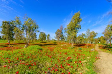 Marva Korusu, Kuzey Negev Çölü, Güney İsrail 'de patika manzarası, okaliptüs ağaçları ve kırmızı anemon çiçekleri