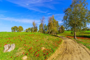 Marva Korusu, Kuzey Negev Çölü, Güney İsrail 'de patika manzarası, okaliptüs ağaçları ve kırmızı anemon çiçekleri
