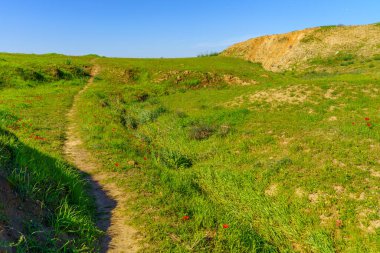 Kızıl şakayık çiçekleri, bir patika ve Beeri Çorak Toprakları manzarası, Kuzey Negev Çölü, Güney İsrail
