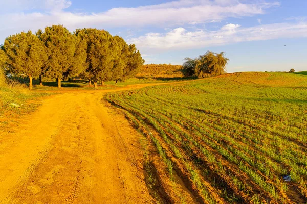 Ruhama Çorak Toprakları Kuzey Negev Çölü Güney Srail — Stok fotoğraf