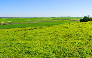 Shikmim Çiftliği, Kuzey Negev Çölü, Güney İsrail kırsal manzarası