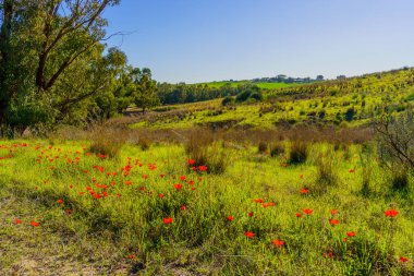 Kızıl şakayık çiçekleri ve Ruhama Çorak Toprakları 'nın manzarası, Kuzey Negev Çölü, Güney İsrail