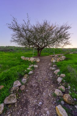 Günbatımında Tel Lachish, Kuzey Negev Çölü, Güney İsrail 'de hayalet ağacı adı verilen bir ağaç görülüyor.
