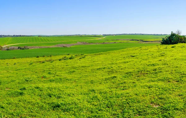 Shikmim Çiftliği Kuzey Negev Çölü Güney Srail Kırsal Manzarası — Stok fotoğraf