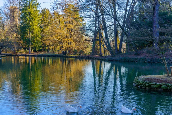 Pohled Rybník Husy Stromy Parku Monza Jasného Zimního Dne Monza — Stock fotografie