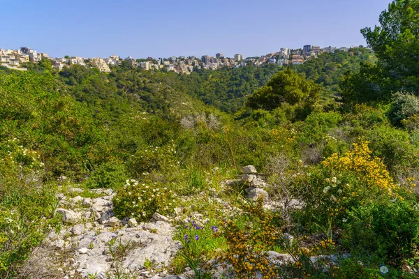 Pohled Západní Svahy Mount Carmel Směrem Horním Čtvrtím Stromy Jarními — Stock fotografie