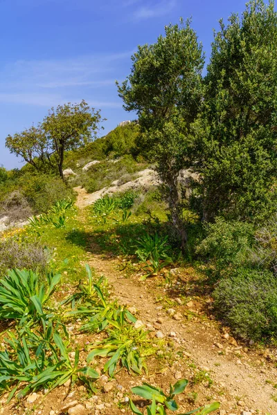 Kuzey İsrail, Haifa 'daki Carmel Dağı' nın batı yamaçlarında ilkbahar kır çiçekleri, ağaçlar ve bir patika manzarası.