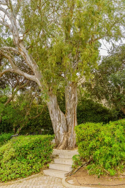 View Old Eucalyptus Tree Promenade Haifa Northern Israel — стоковое фото