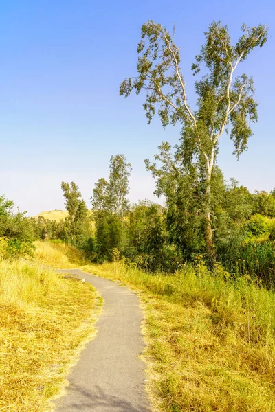 Aşağı Ürdün Nehri Vadisi, Kuzey İsrail 'deki Bahis Shean Parkı, Harod Nehri ve okaliptüs ağaçları manzarası.