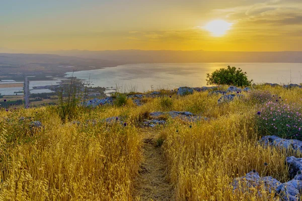 アルベル山 からのガリラヤ湖の日の出ビュー 北イスラエル 野の花で — ストック写真