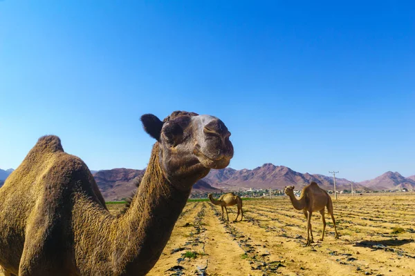 在约旦南部的田野里吃草的骆驼 — 图库照片