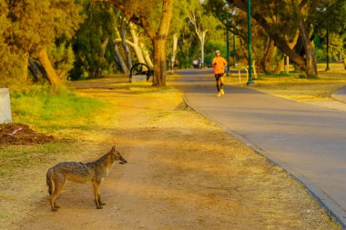 Altın bir çakal (Canis aureus) ve koşucular Yarkon Park, Tel-Aviv, İsrail 'de görülmektedir.