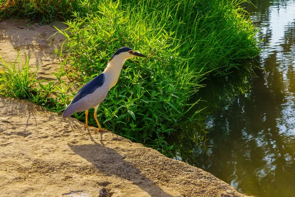 Blick Auf Einen Schwarzkronenreiher Nycticorax Nycticorax Yarkon Park Tel Aviv — Stockfoto