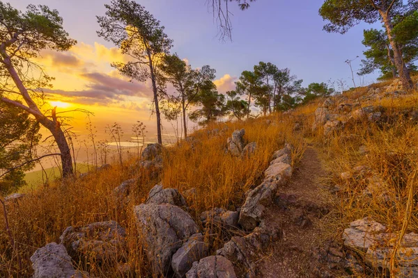 Sunrise View Jezreel Valley Gilboa Ridge Mount Shaul Footpath Eucalyptus — ストック写真