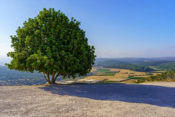 View of a lone tree, countryside and rolling hills in the Shephelah region, near Azekah, south-central Israel