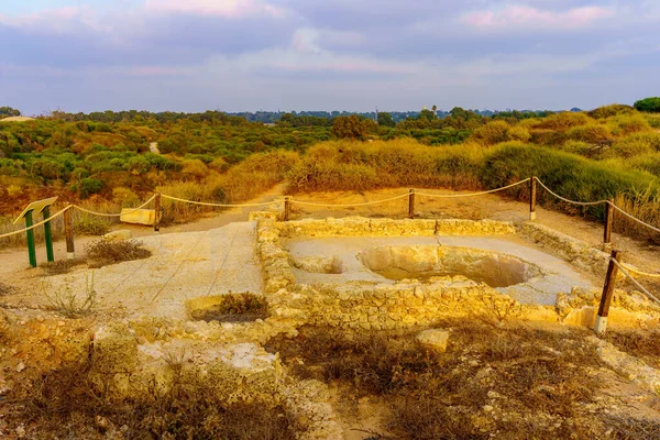 View Ancient Wine Press Mosaic Floor Apollonia National Park Herzliya — Photo