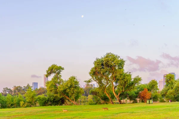 Sunrise View Lawns Yarkon Park Golden Jackals Canis Aureus Yarkon — Foto Stock