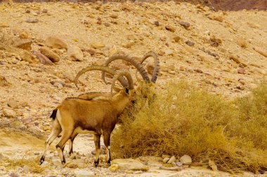 İsrail 'in güneyindeki Shkhoret Kanyonu yakınlarındaki Arava çölündeki Nubian Ibex' in kış manzarası.