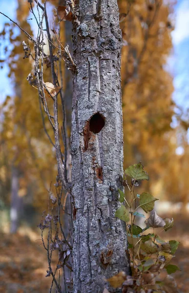 Tree trunk with hole made by woodpecker