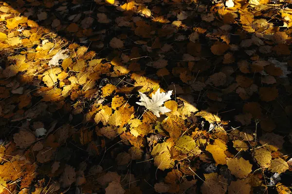 Sonbahar renkleriyle yapraklar yerde.