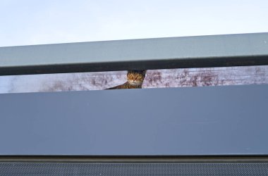 Sokak kedisi küçük bir delikten dışarı bakıyor.